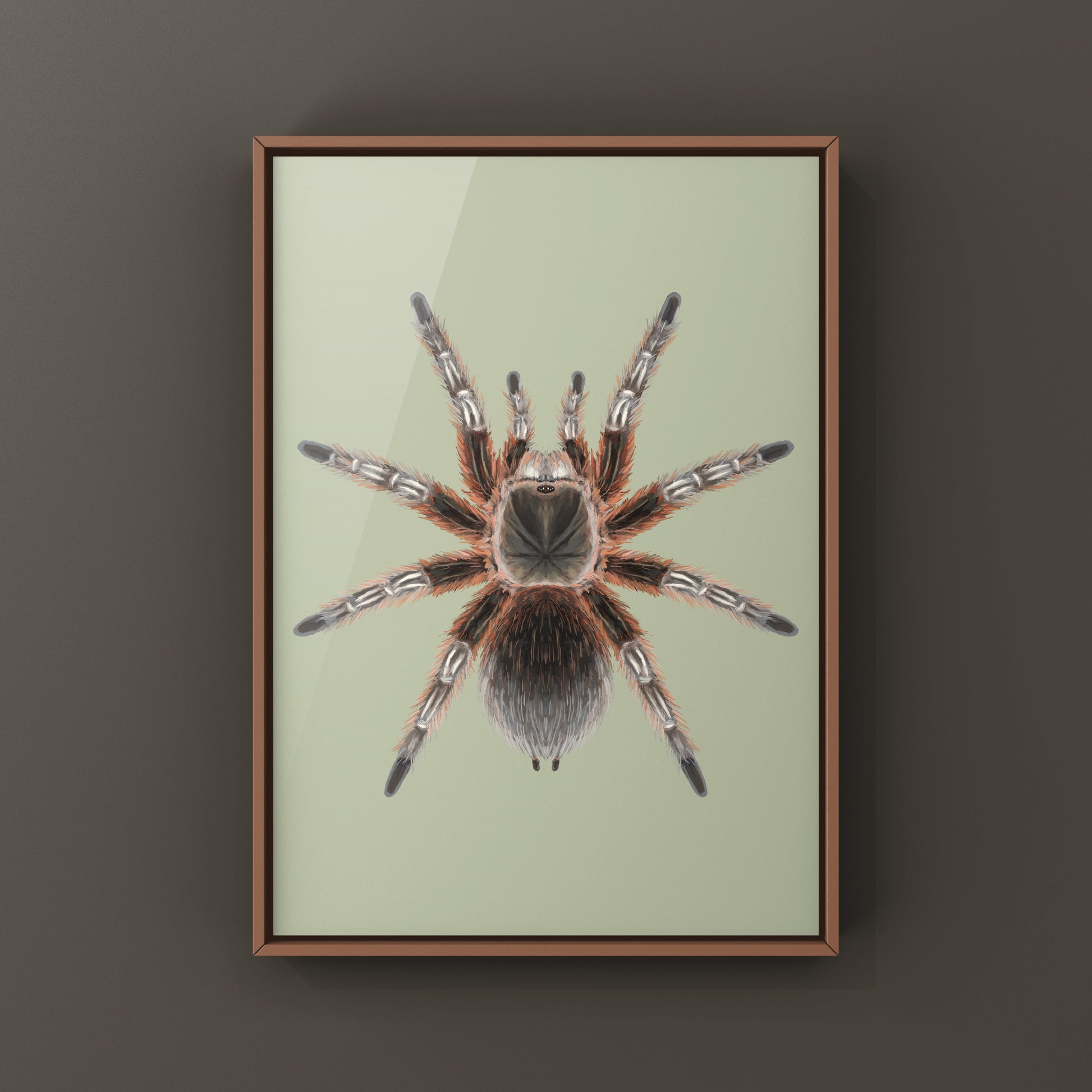 Chilean Lava Cream Tarantula (Grammostola sp. Concepcion) Photographic Art Print from The Silk Ranch