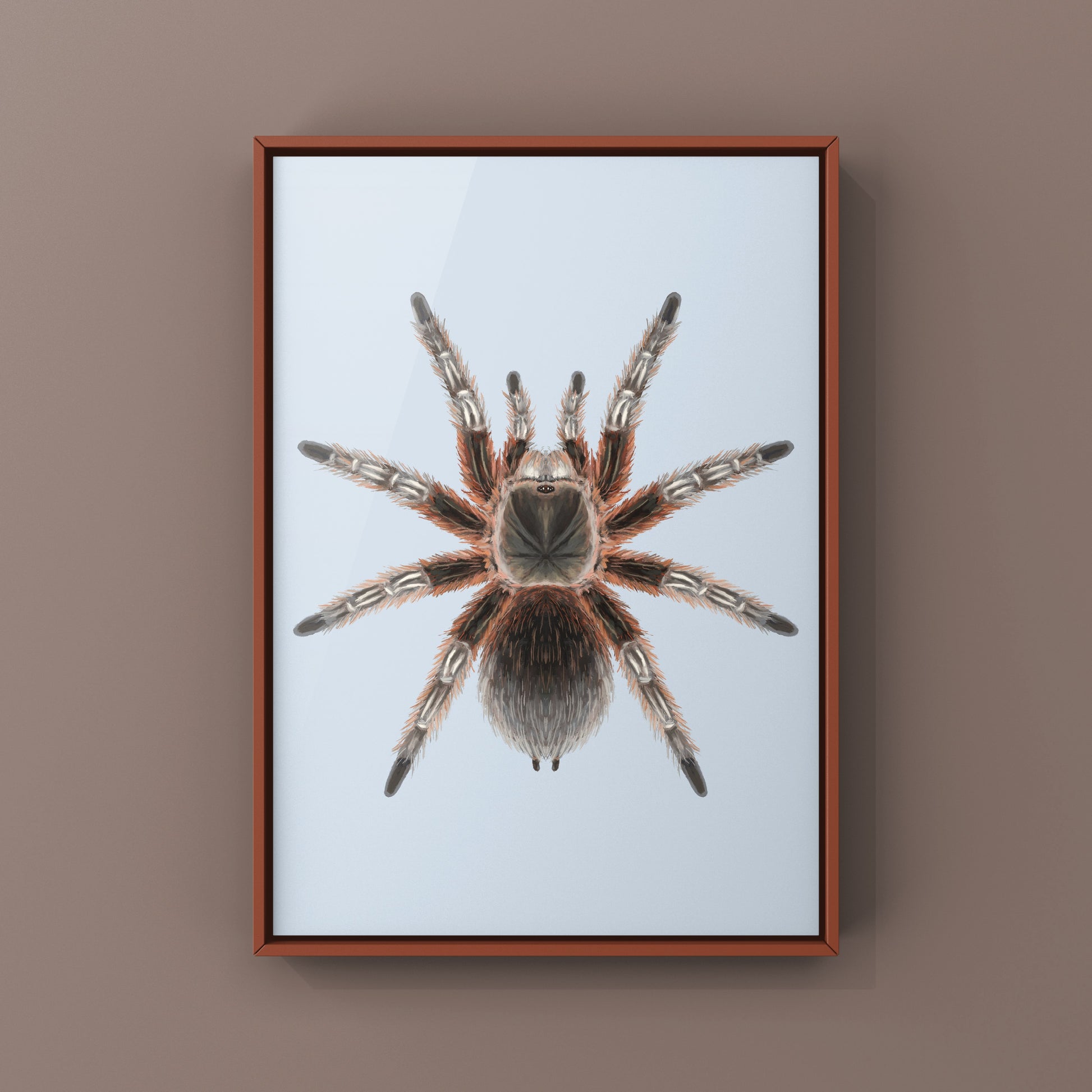 Chilean Lava Cream Tarantula (Grammostola sp. Concepcion) Photographic Art Print from The Silk Ranch