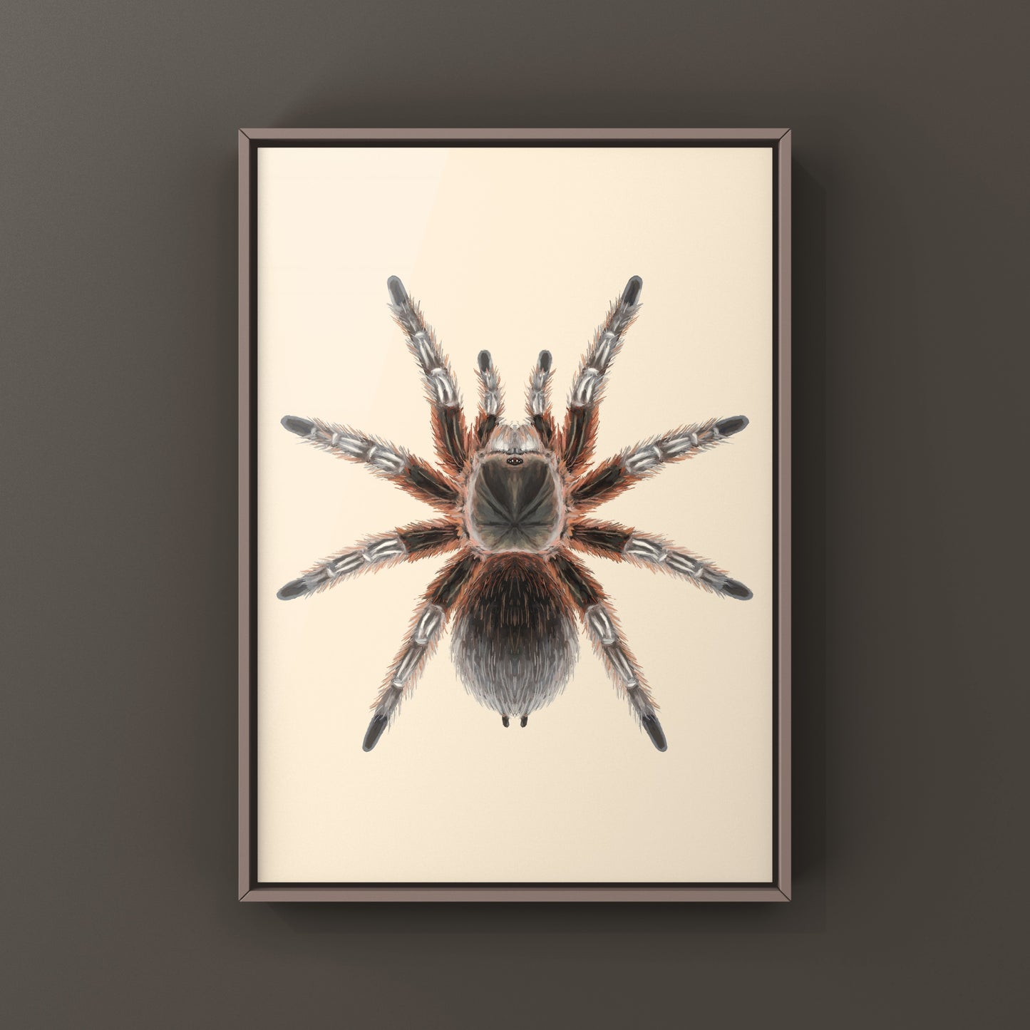 Chilean Lava Cream Tarantula (Grammostola sp. Concepcion) Photographic Art Print from The Silk Ranch