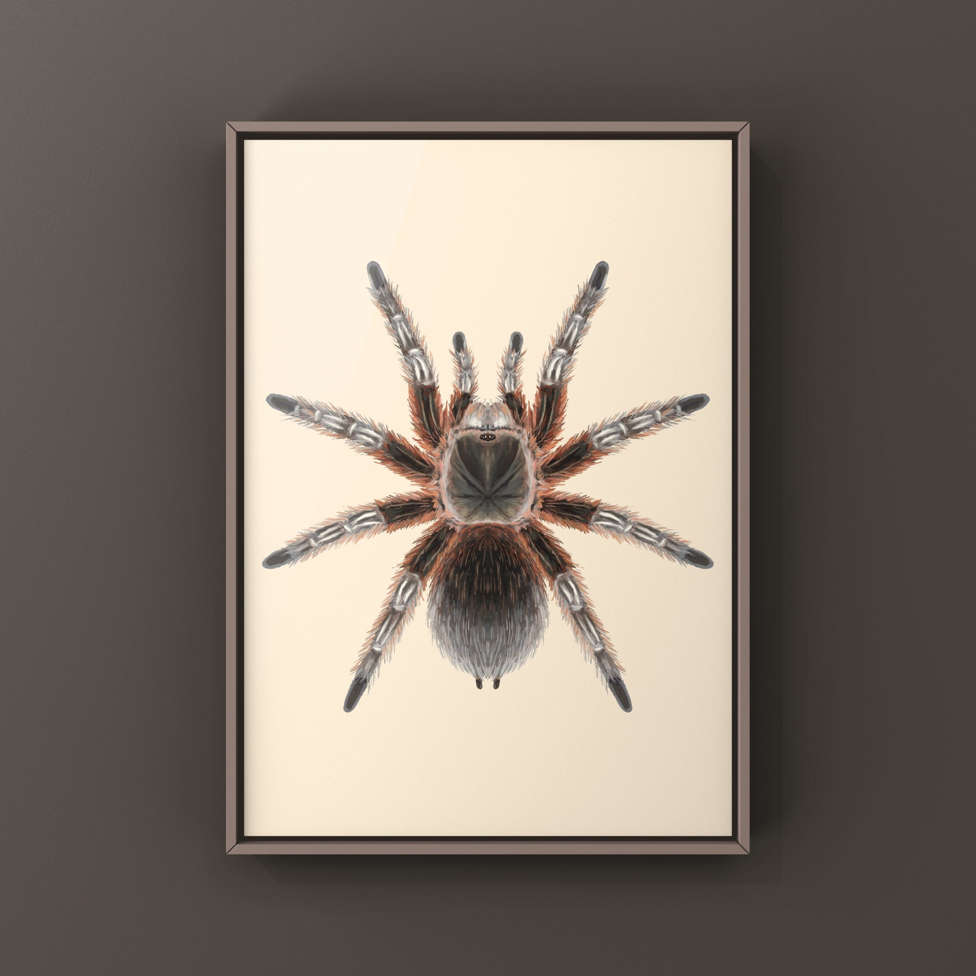 Chilean Lava Cream Tarantula (Grammostola sp. Concepcion) Photographic Art Print from The Silk Ranch