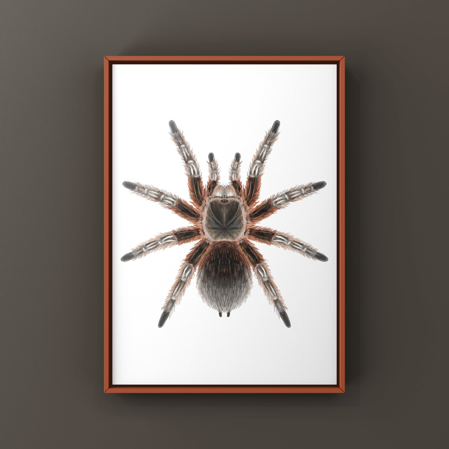 Chilean Lava Cream Tarantula (Grammostola sp. Concepcion) Photographic Art Print from The Silk Ranch