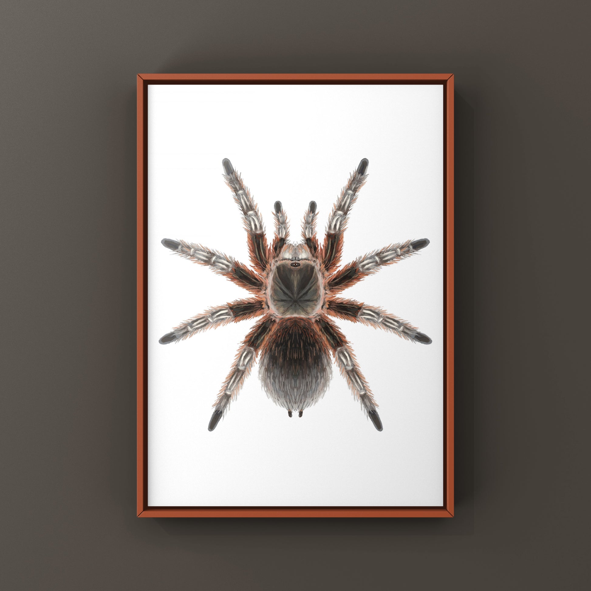 Chilean Lava Cream Tarantula (Grammostola sp. Concepcion) Photographic Art Print from The Silk Ranch