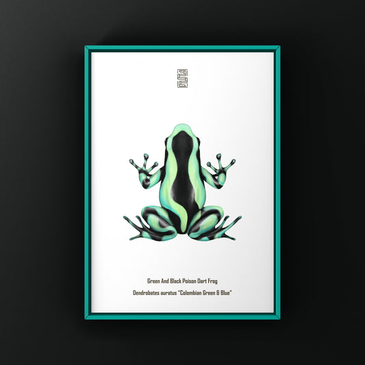 Colombian Green And Blue Poison Dart Frog (Dendrobates auratus) Photographic Art Print from The Silk Ranch
