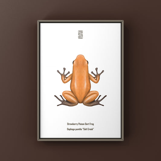 Salt Creek Strawberry Poison Dart Frog (Oophaga pumilio) Photographic Art Print from The Silk Ranch