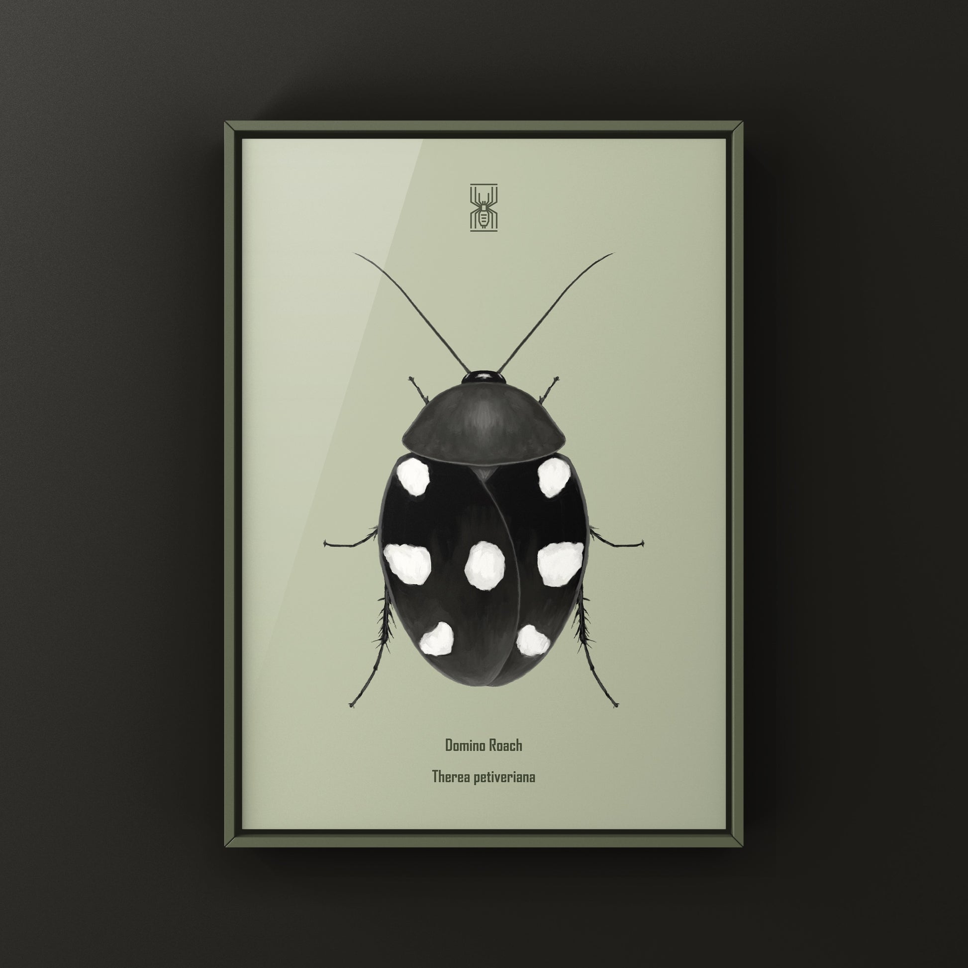 Domino Roach (Therea petiveriana) Photographic Art Print from The Silk Ranch