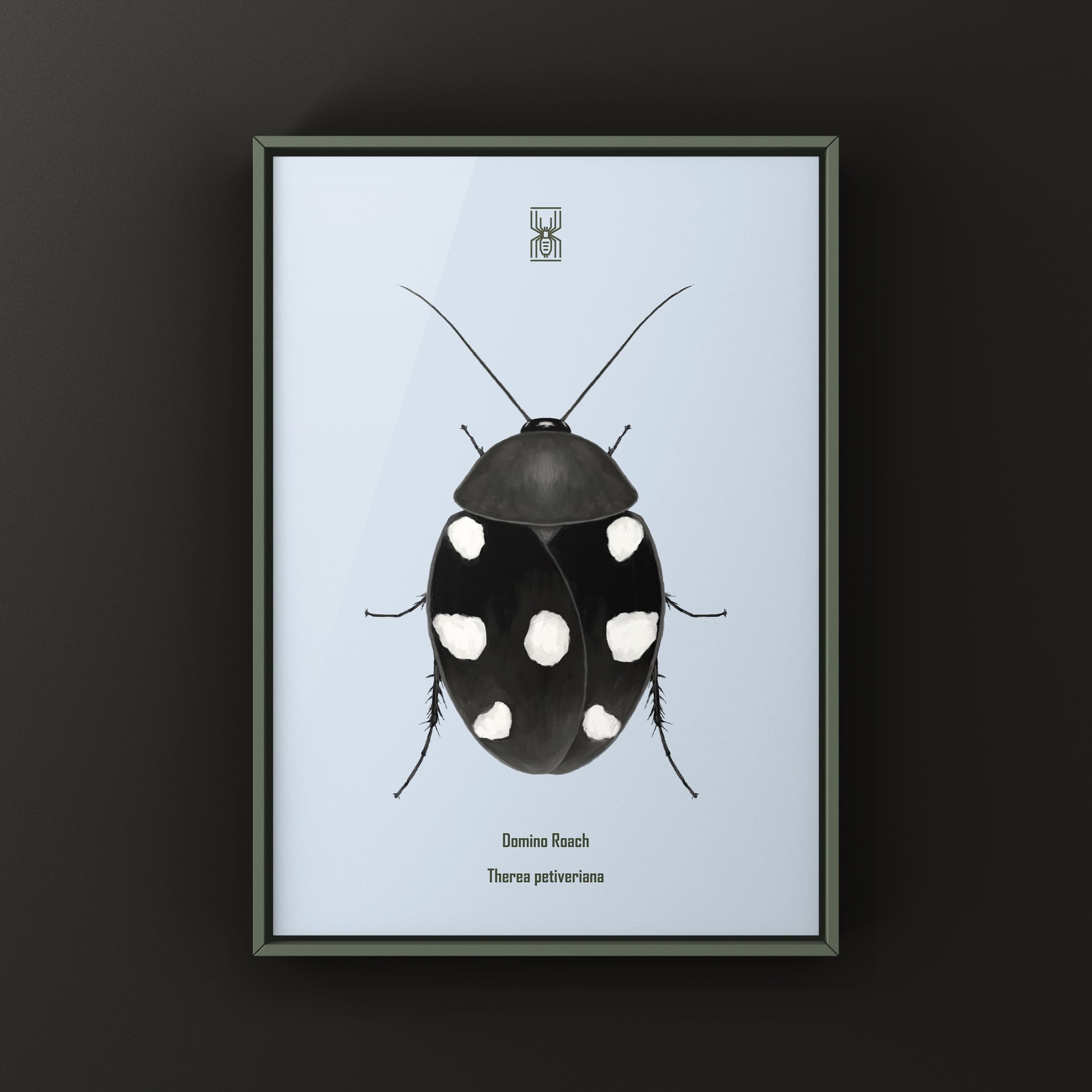 Domino Roach (Therea petiveriana) Photographic Art Print from The Silk Ranch