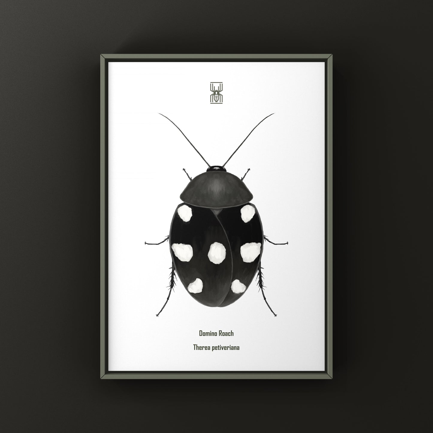 Domino Roach (Therea petiveriana) Photographic Art Print from The Silk Ranch
