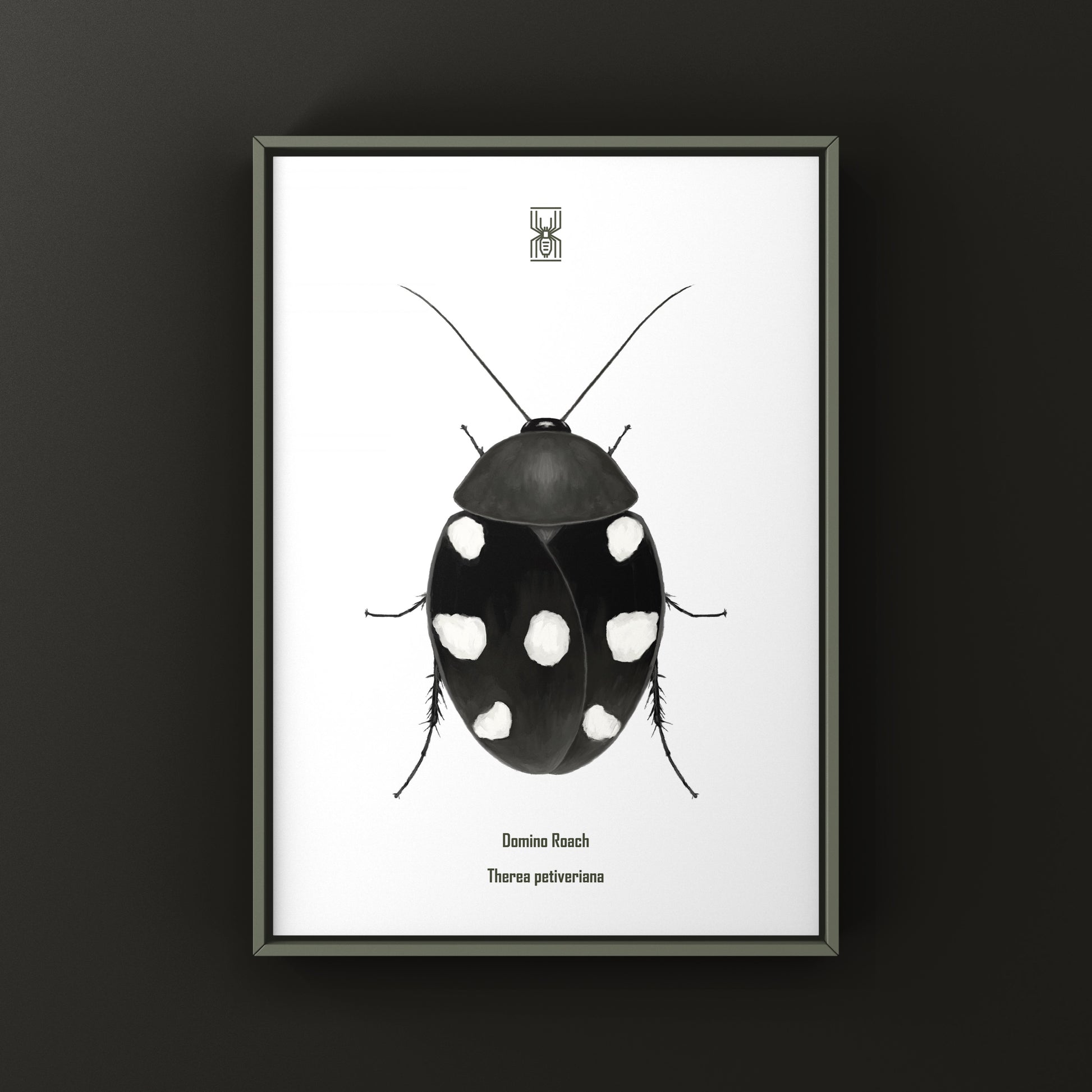 Domino Roach (Therea petiveriana) Photographic Art Print from The Silk Ranch