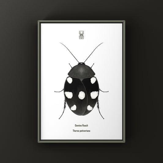 Domino Roach (Therea petiveriana) Photographic Art Print from The Silk Ranch