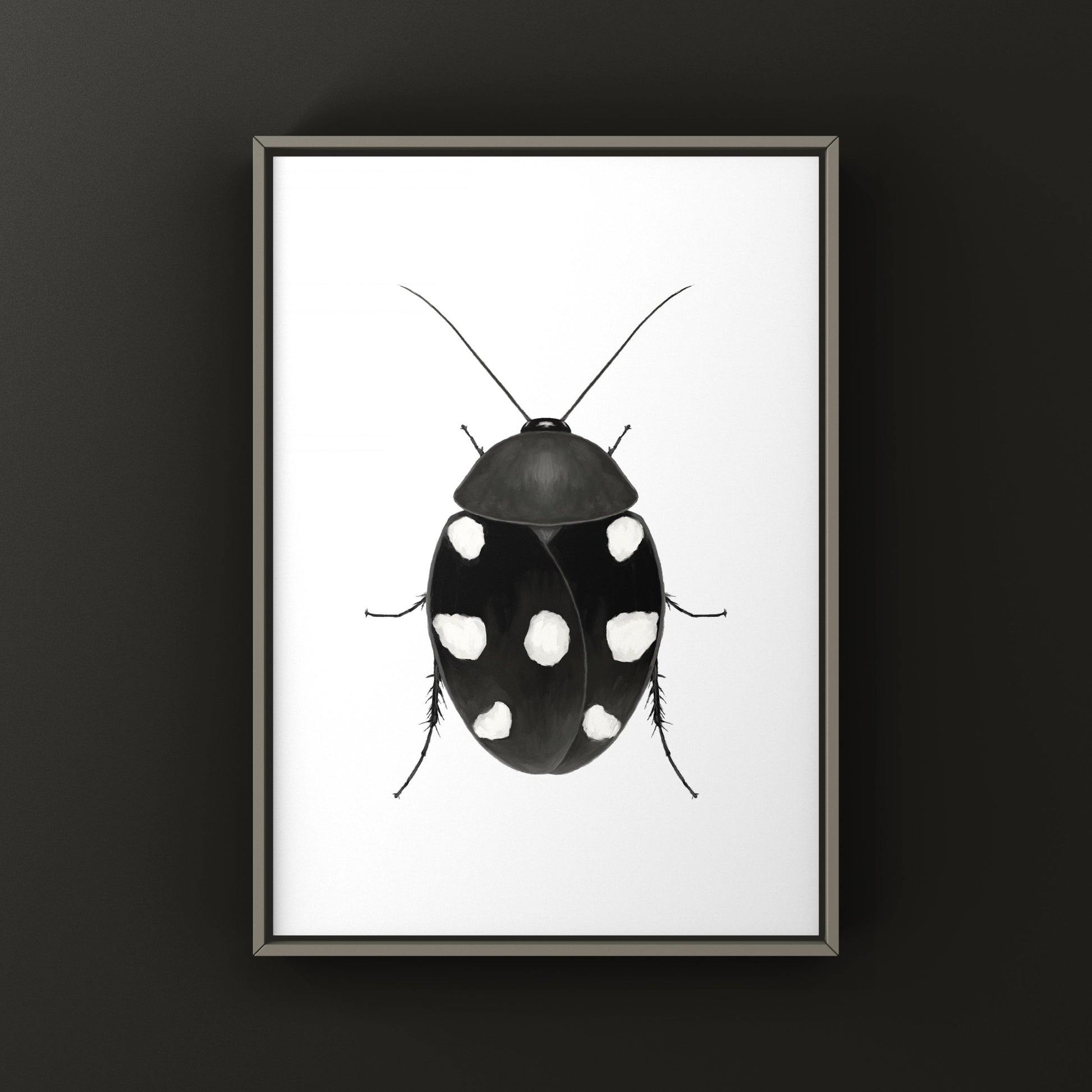 Domino Roach (Therea petiveriana) Photographic Art Print from The Silk Ranch