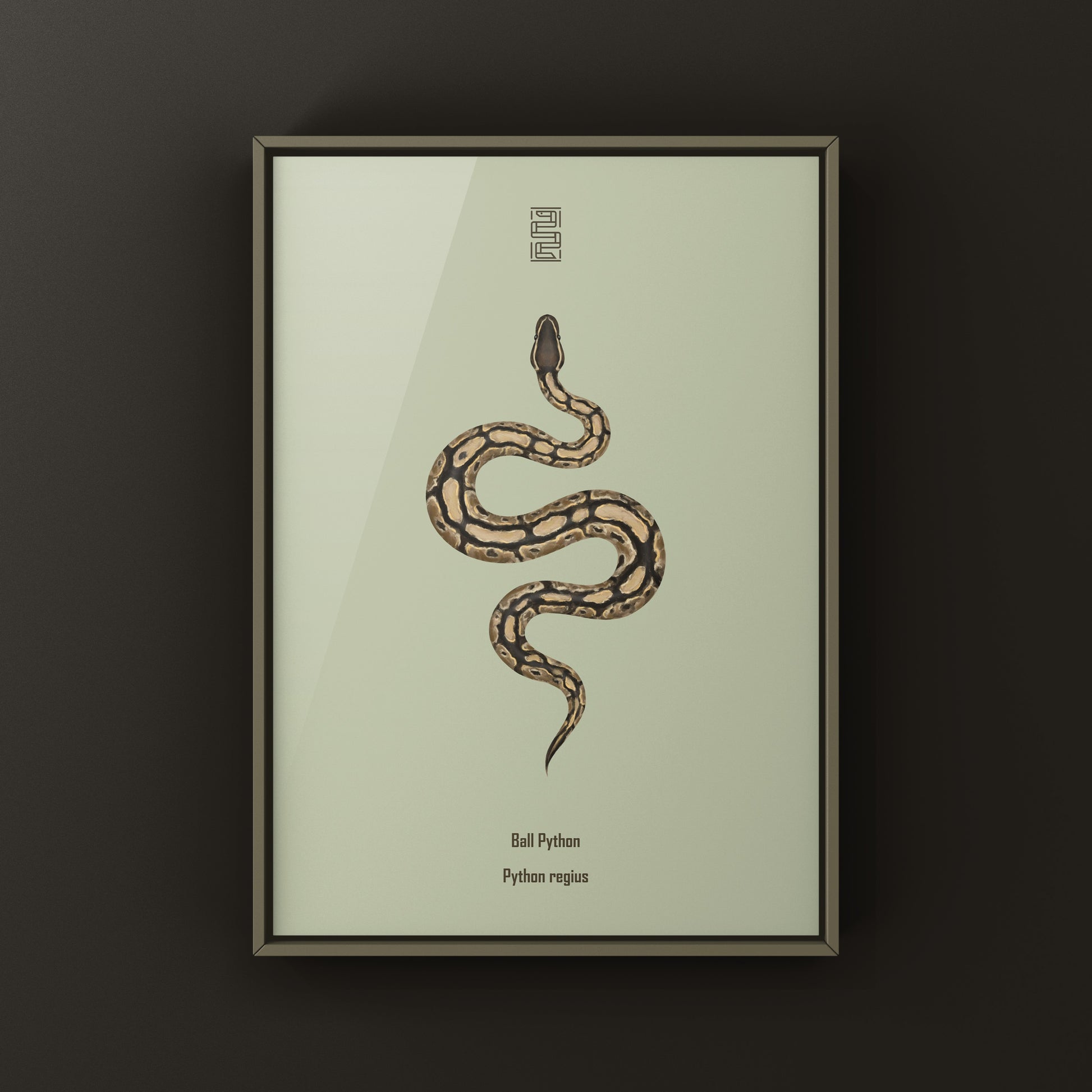 Ball Python Art Print from The Silk Ranch