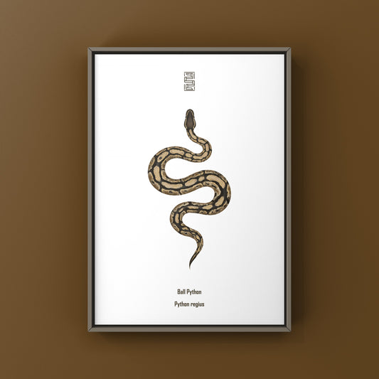 Ball Python Art Print from The Silk Ranch