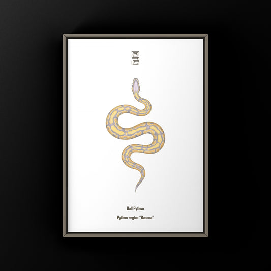 Banana Ball Python Art Print from The Silk Ranch