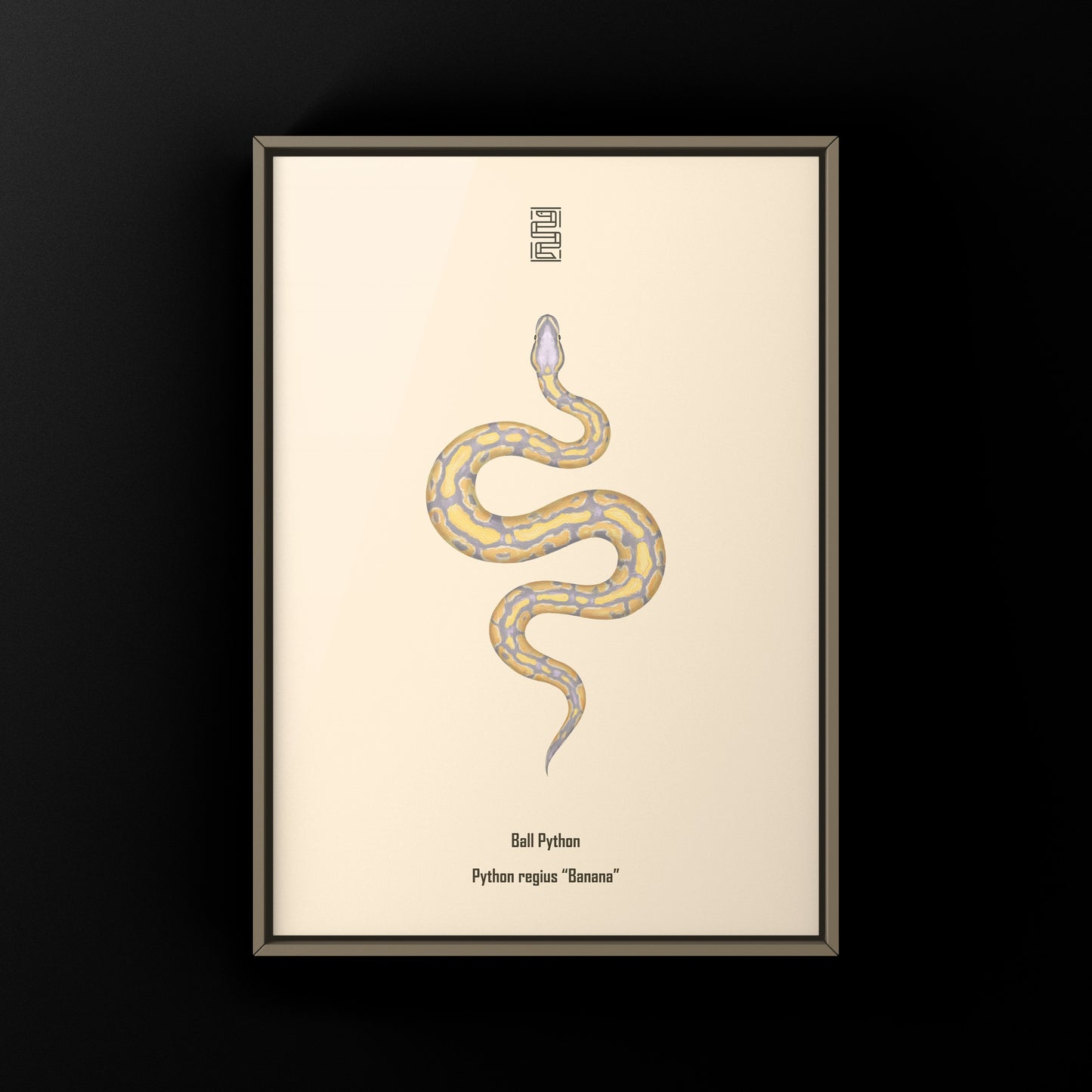 Banana Ball Python Art Print from The Silk Ranch