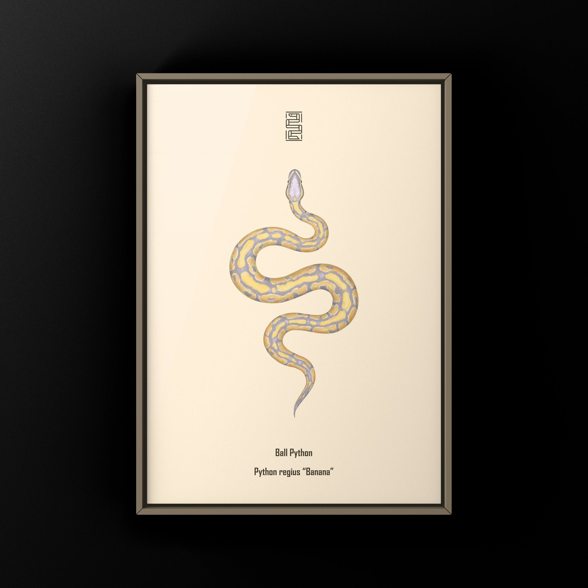 Banana Ball Python Art Print from The Silk Ranch