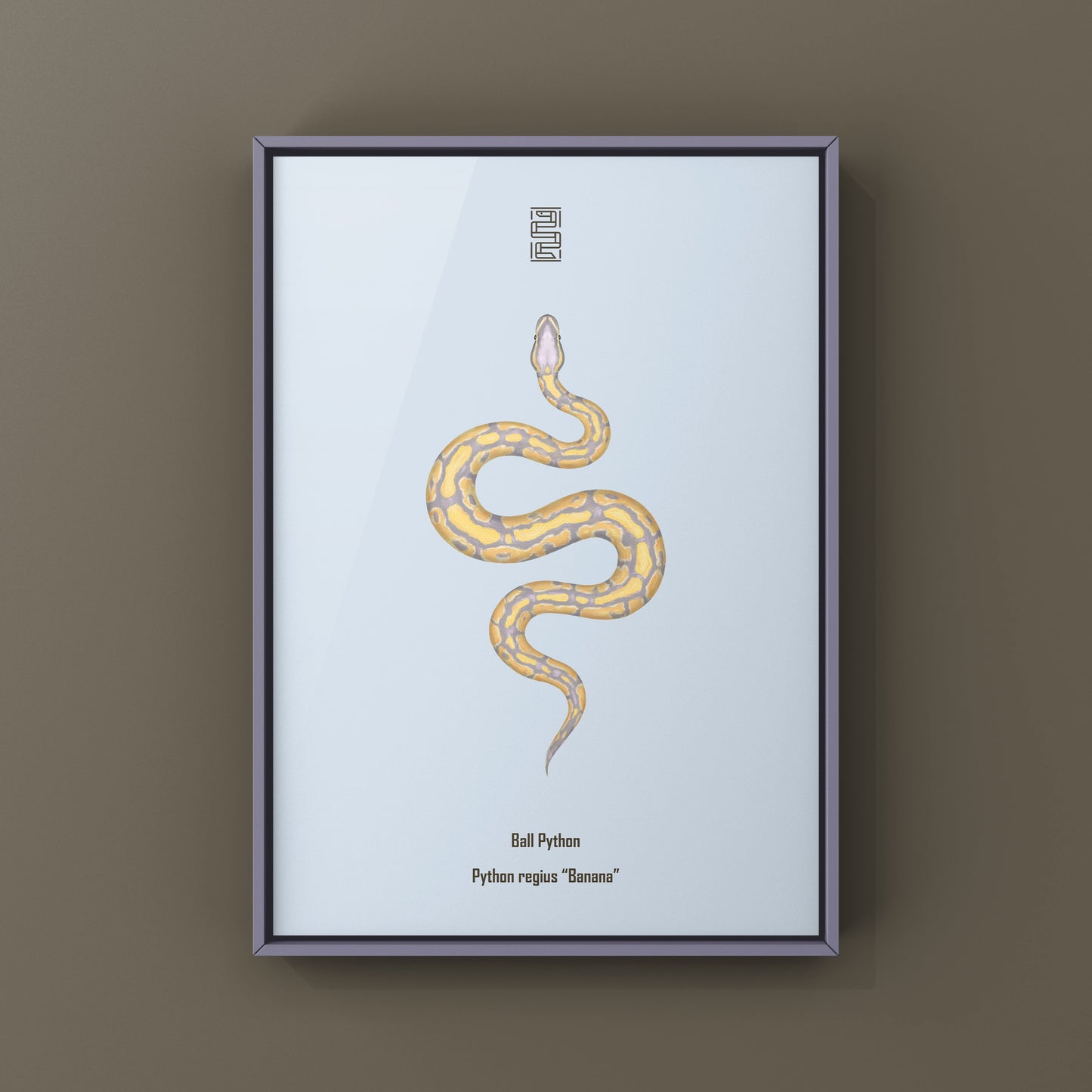 Banana Ball Python Art Print from The Silk Ranch