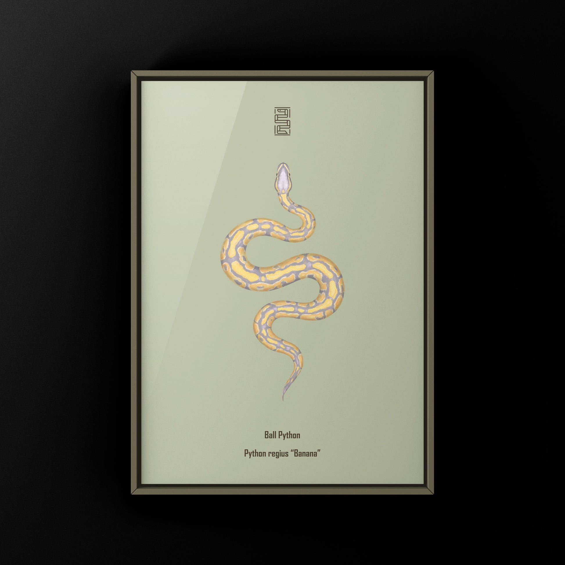 Banana Ball Python Art Print from The Silk Ranch