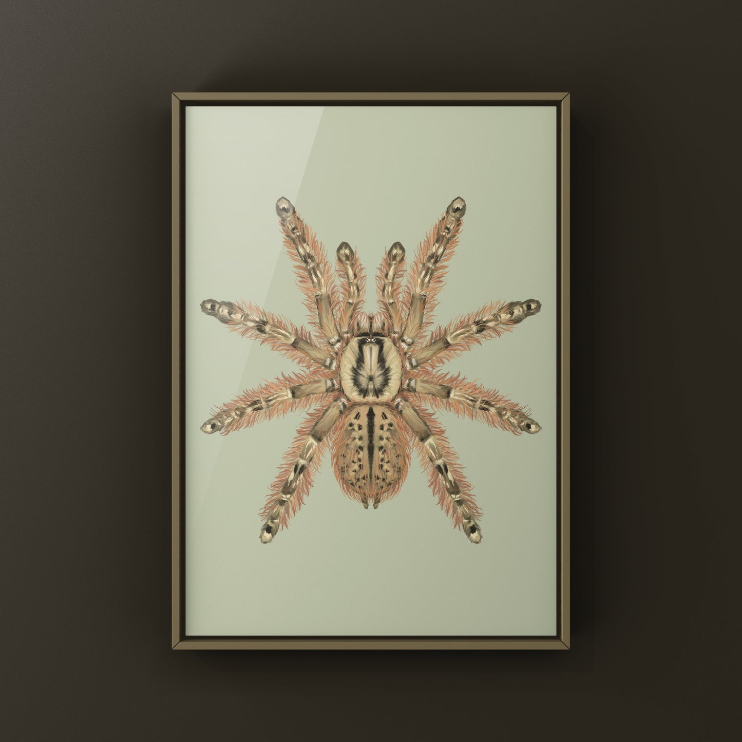 Feather Leg Baboon Tarantula (Stromatopelma calceatum) Photographic Art Print from The Silk Ranch