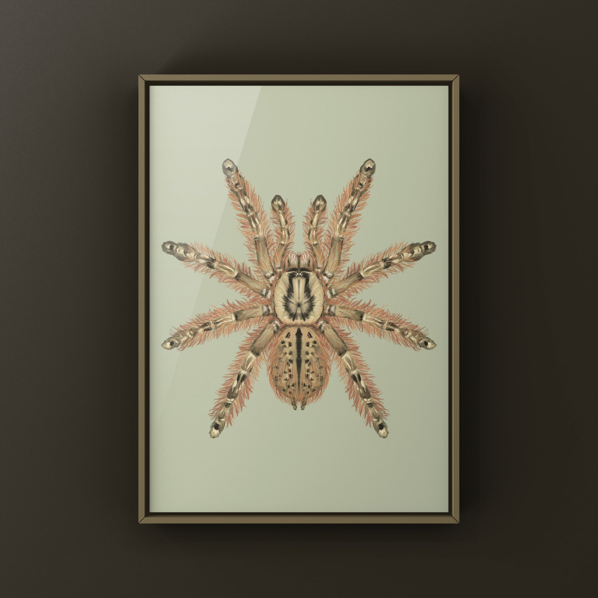 Feather Leg Baboon Tarantula (Stromatopelma calceatum) Photographic Art Print from The Silk Ranch