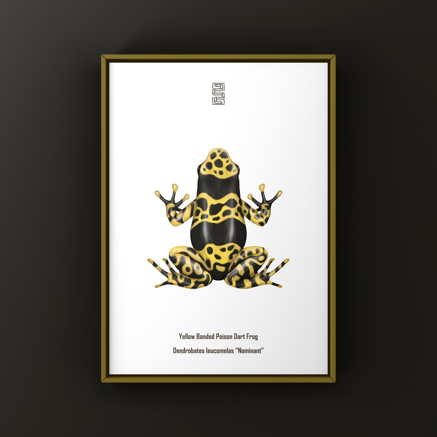 Nominant Yellow Banded Poison Dart Frog (Dendrobates leucomelas) Photographic Art Print from The Silk Ranch