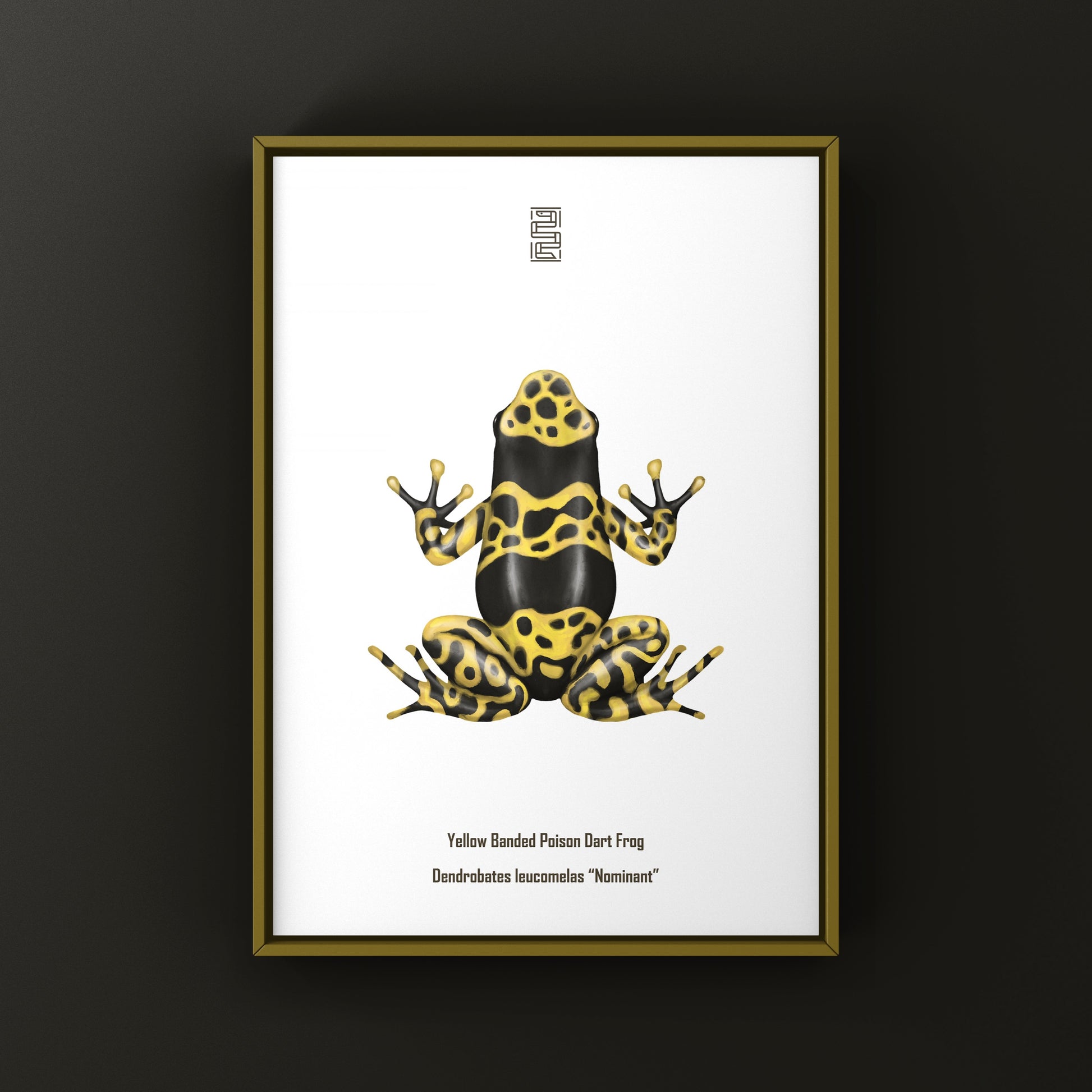Nominant Yellow Banded Poison Dart Frog (Dendrobates leucomelas) Photographic Art Print from The Silk Ranch