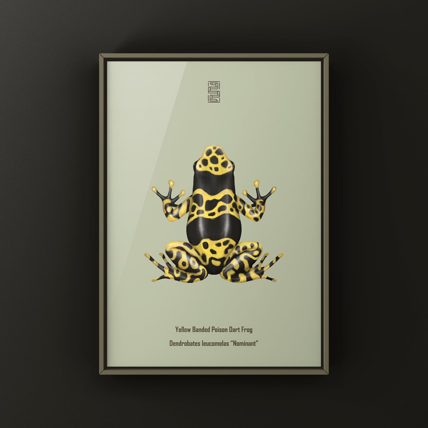 Nominant Yellow Banded Poison Dart Frog (Dendrobates leucomelas) Photographic Art Print from The Silk Ranch