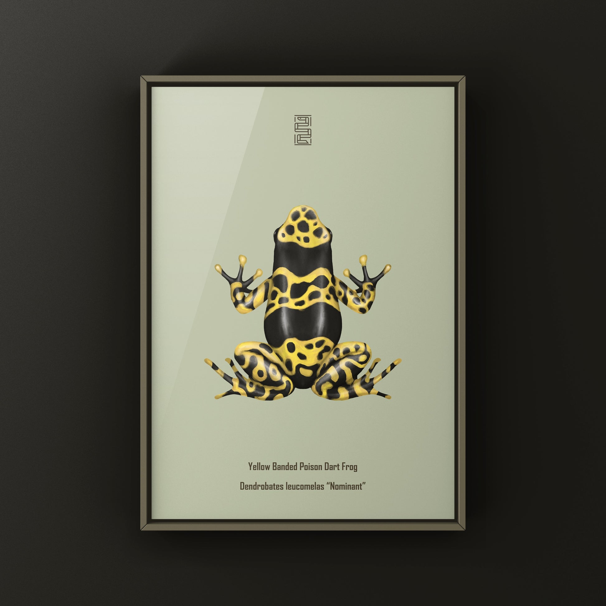 Nominant Yellow Banded Poison Dart Frog (Dendrobates leucomelas) Photographic Art Print from The Silk Ranch