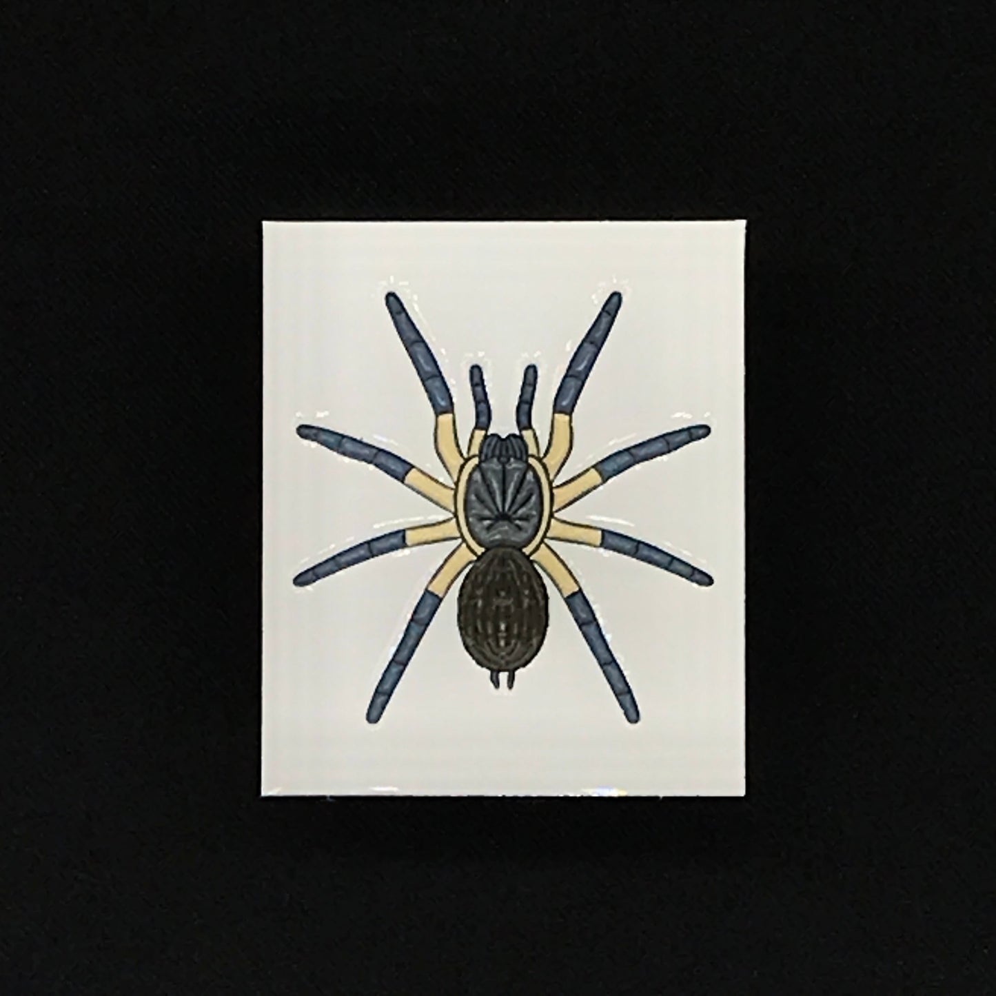 1.5 Inch Enamel Pin - Monocentropus Balfouri from The Silk Ranch / The Morph Archive