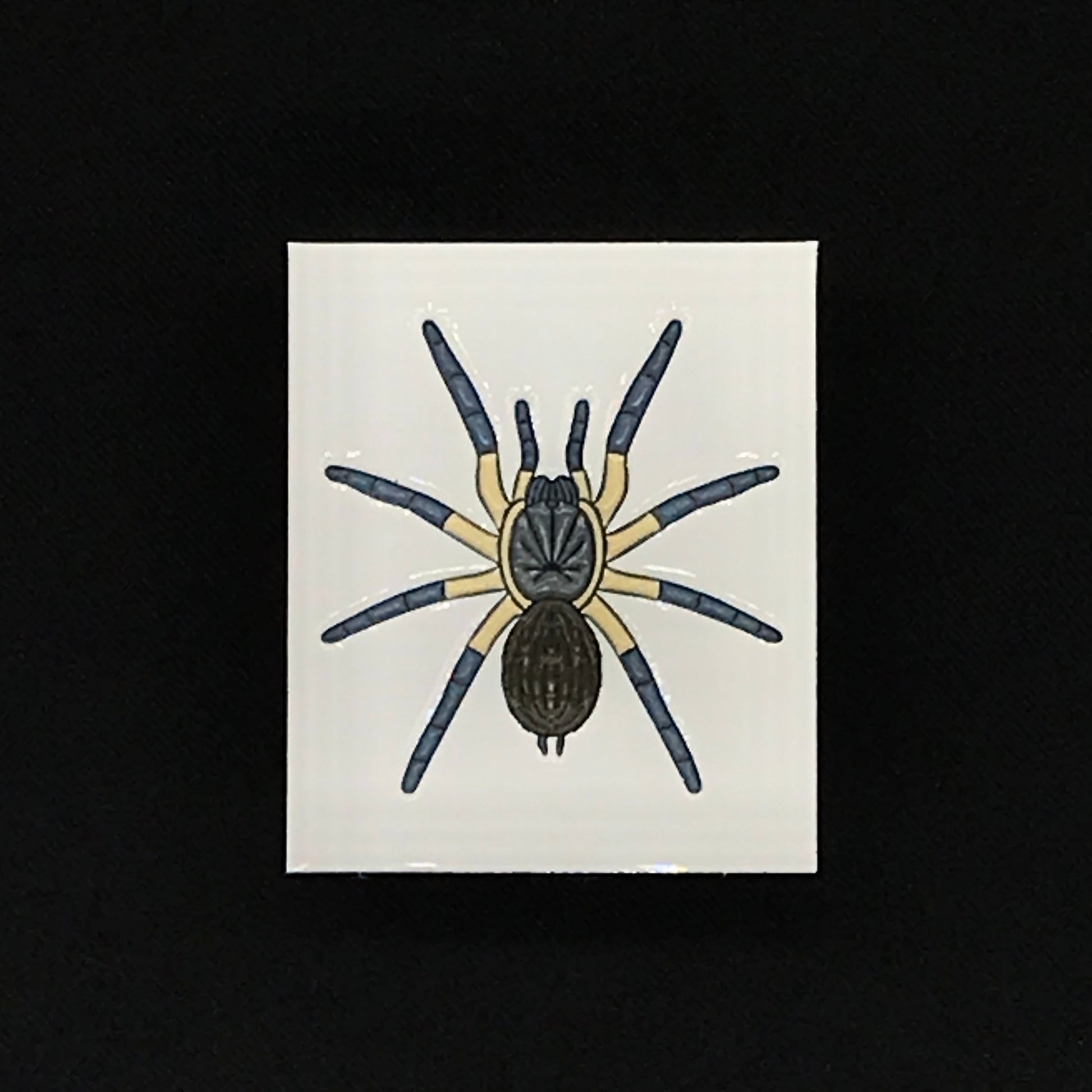 1.5 Inch Enamel Pin - Monocentropus Balfouri from The Silk Ranch / The Morph Archive