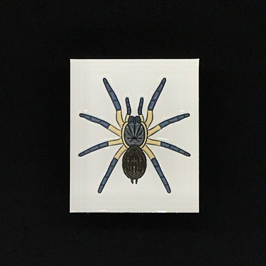 1.5 Inch Enamel Pin - Monocentropus Balfouri