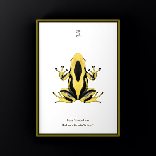 La Fumee Dyeing Poison Dart Frog (Dendrobates tinctorius) Art Print from The Silk Ranch