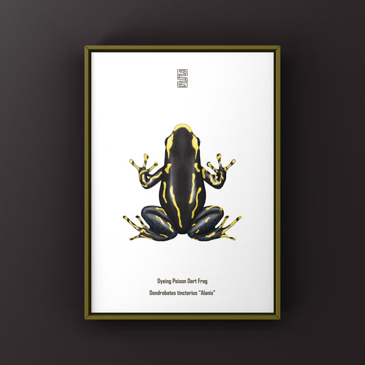 Alanis Dyeing Poison Dart Frog (Dendrobates tinctorius) Art Print from The Silk Ranch