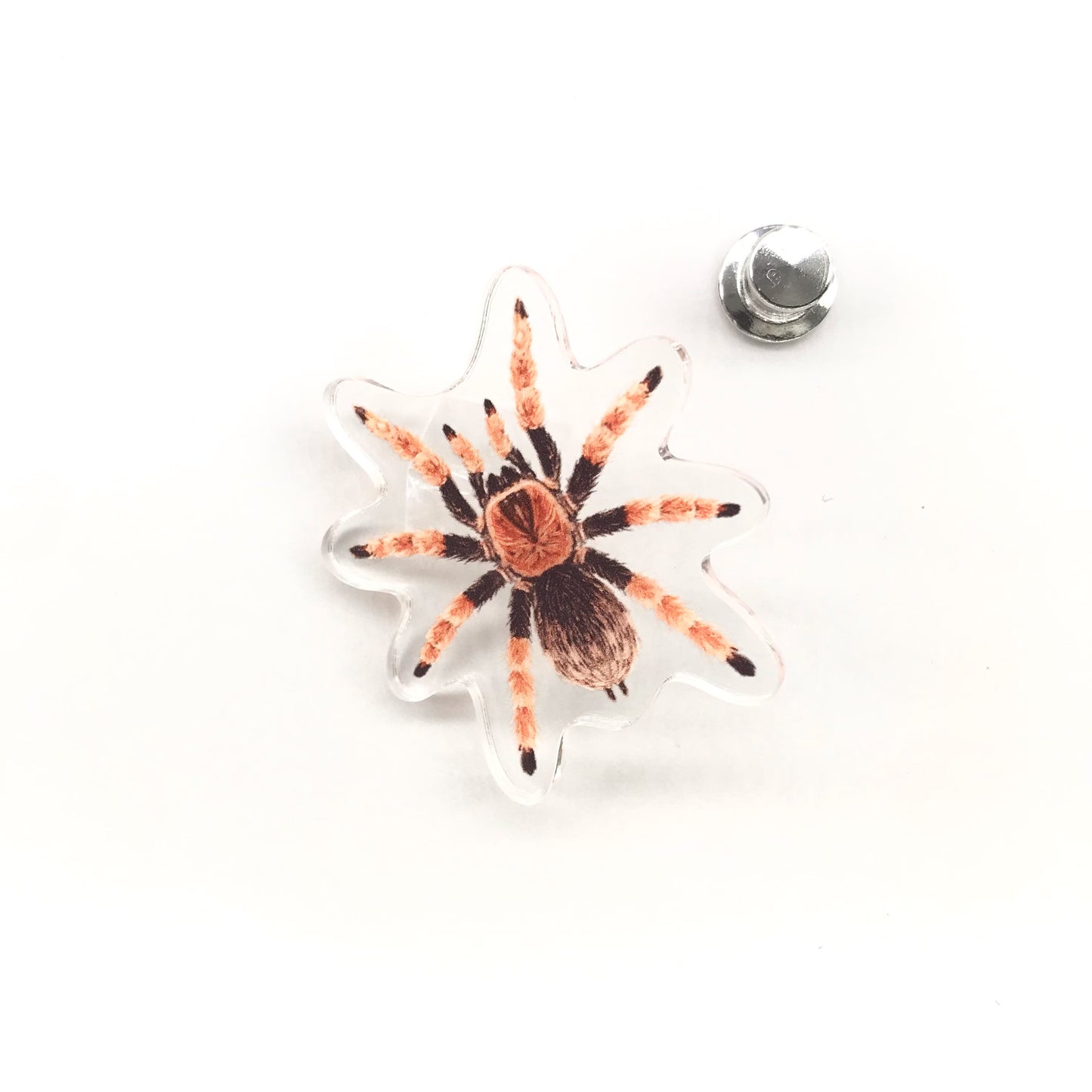 Mexican Fire Leg Tarantula acrylic pin featuring detailed orange and black Brachypelma boehmei design from The Silk Ranch.