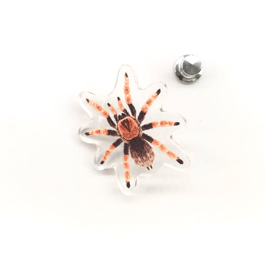 Mexican Fire Leg Tarantula (Brachypelma boehmei) Acrylic Pin from The Silk Ranch / The Morph Archive