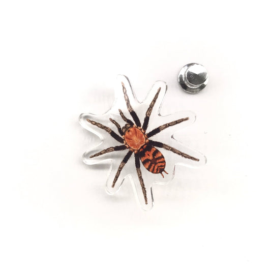 Guatemalan Tiger Rump Tarantula (Davus pentaloris) Acrylic Pin from The Silk Ranch / The Morph Archive