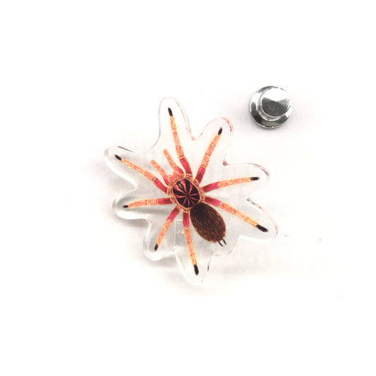 Sunburst Tarantula (Pamphobeteus sp. Solaris) Acrylic Pin from The Silk Ranch / The Morph Archive