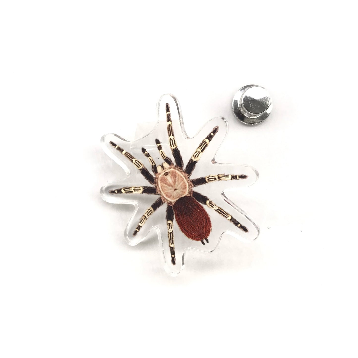 Acrylic pin of Brazilian Red and White Tarantula (Vitalius chromatus) featuring detailed artwork in red, white, and black.