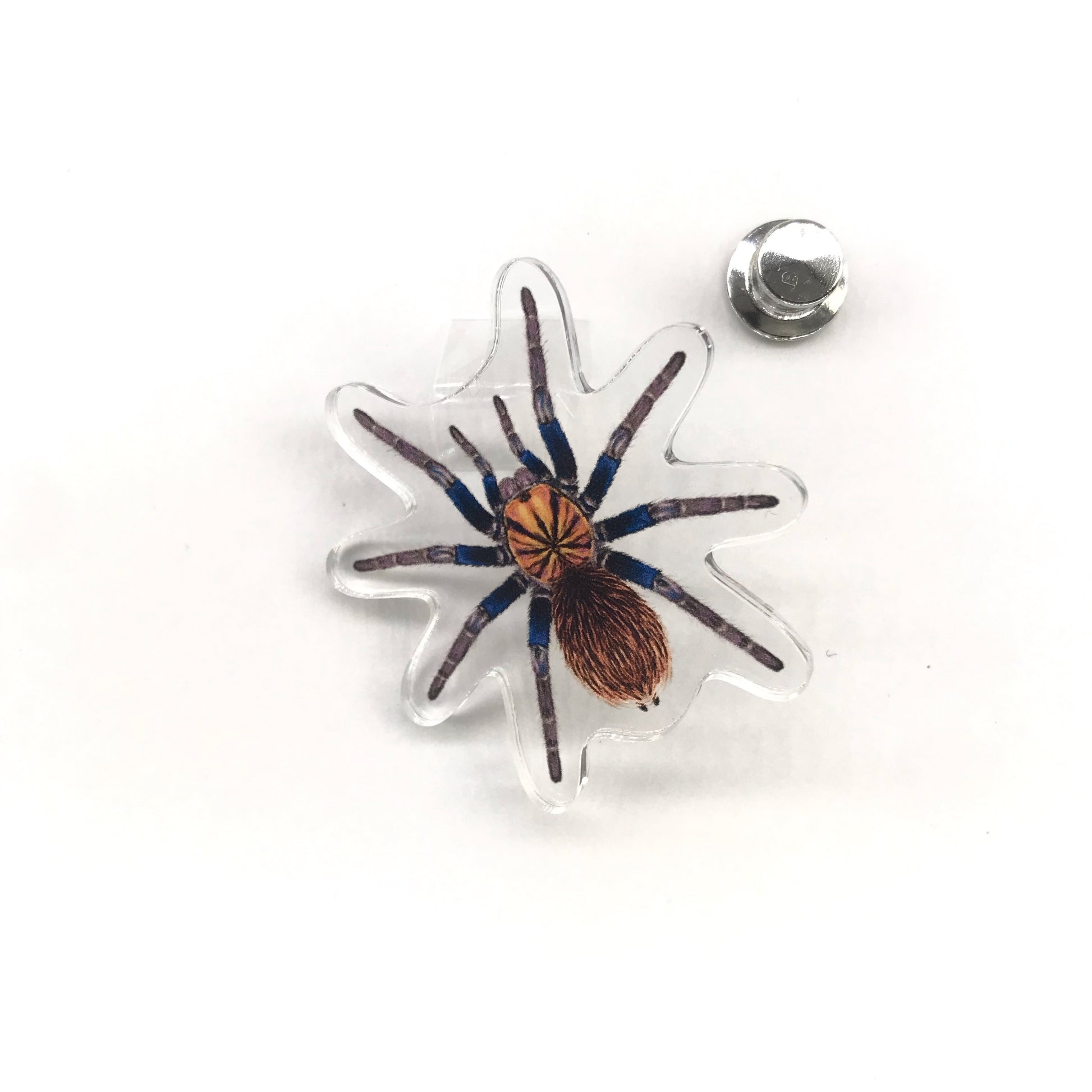 Acrylic pin featuring the Colombian Lesser Blue Tarantula Xenesthis sp. Blue with detailed blue and black arachnid design.