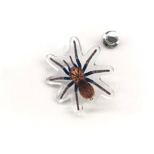 Colombian Lesser Blue Tarantula (Xenesthis sp. Blue) Acrylic Pin from The Silk Ranch / The Morph Archive