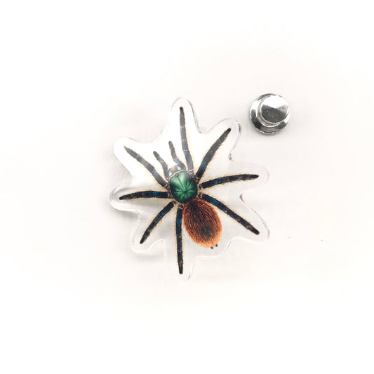 Jade Fuego Tarantula (Aphonopelma mooreae) Acrylic Pin from The Silk Ranch / The Morph Archive