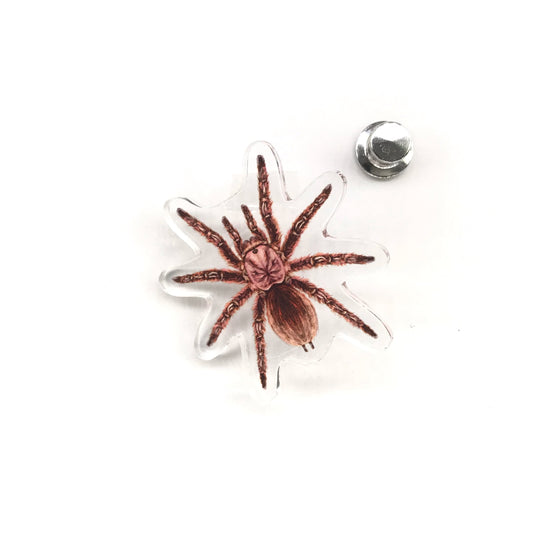 Rose Hair Tarantula (Grammostola rosea) Acrylic Pin from The Silk Ranch / The Morph Archive