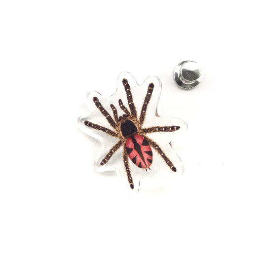 Paraiba Jewel Tarantula (Typhochlaena curumim) Acrylic Pin from The Silk Ranch / The Morph Archive