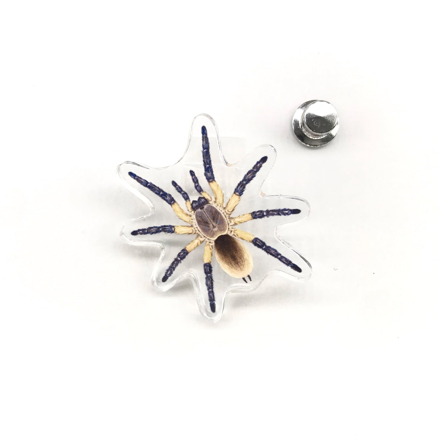 Acrylic pin featuring Socotra Island Blue Baboon Tarantula (Monocentropus balfouri) with detailed blue and black spider design.