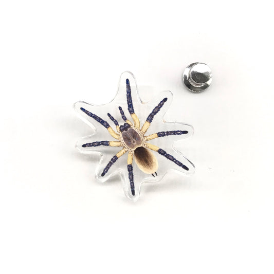Socotra Island Blue Baboon Tarantula (Monocentropus balfouri) Acrylic Pin from The Silk Ranch / The Morph Archive
