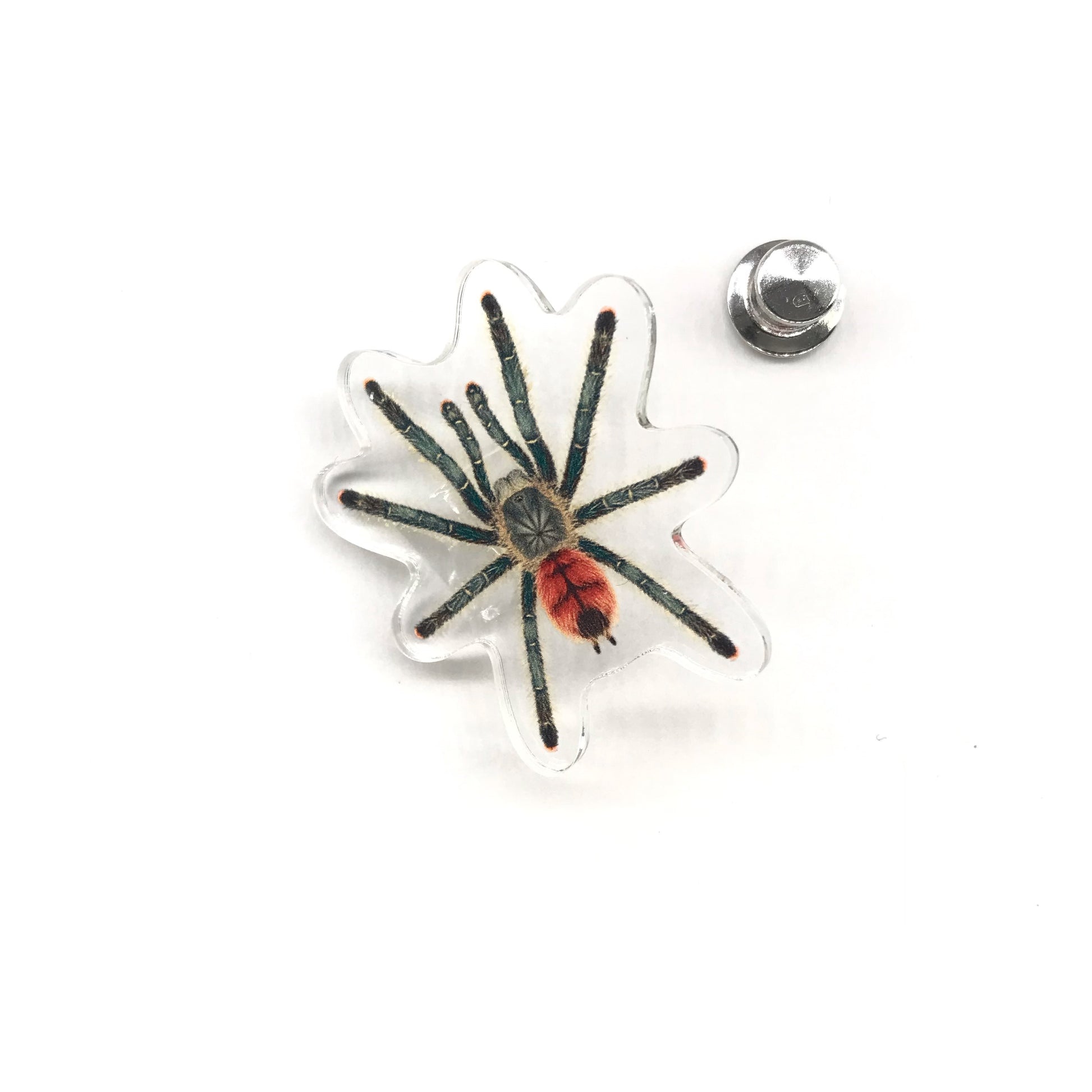 Acrylic pin featuring a Grizzly Pinktoe Tarantula (Avicularia variegata) with detailed pinktoe coloration, from The Silk Ranch.