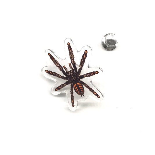 Venezuelan Sun Tiger Tarantula (Psalmopoeus irminia) Acrylic Pin from The Silk Ranch / The Morph Archive