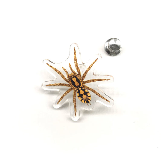 Pumpkin Patch Tarantula (Hapalopus formosus) Acrylic Pin from The Silk Ranch / The Morph Archive