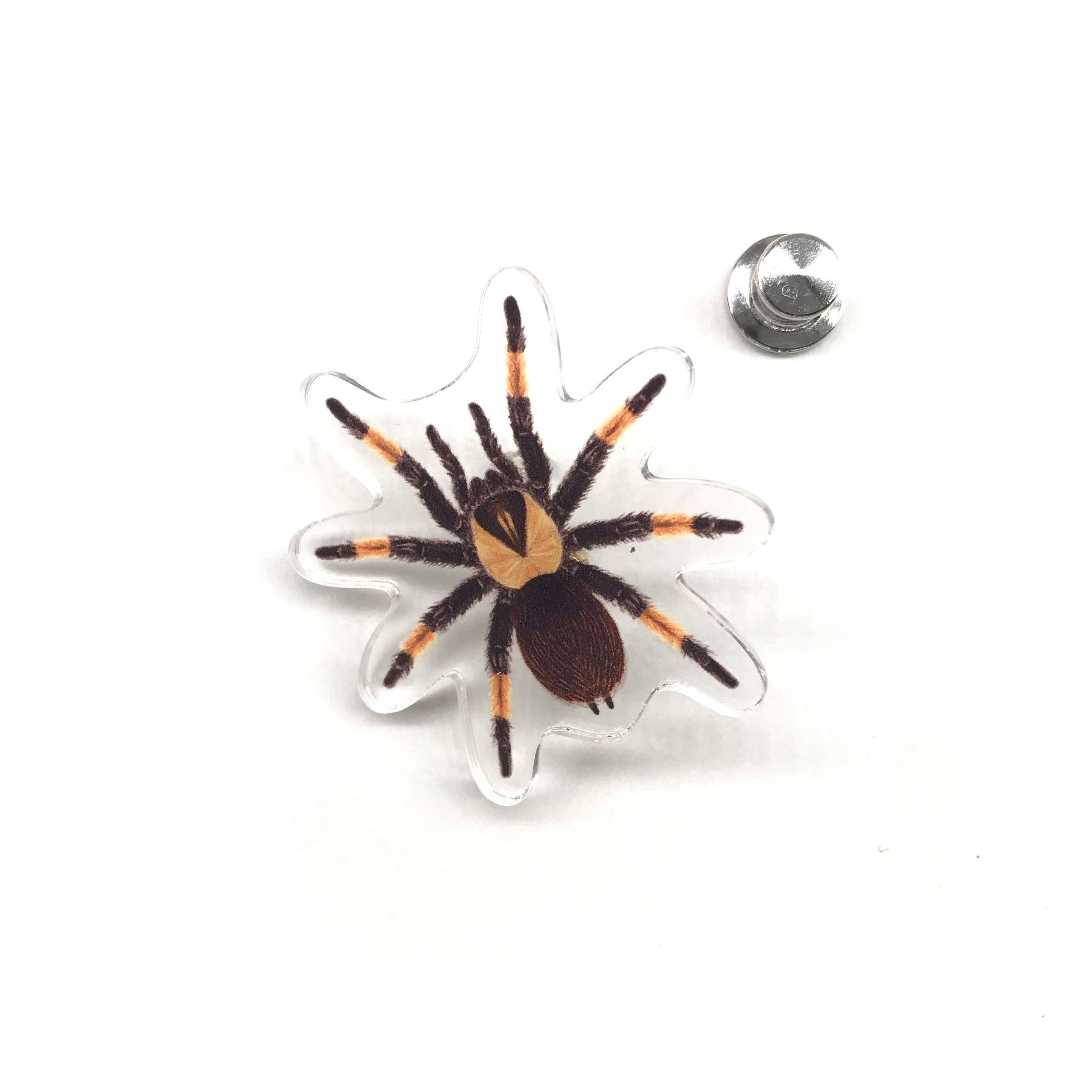 Acrylic pin featuring the Mexican Red Leg Tarantula (Brachypelma emilia) with detailed red and black coloring, from The Silk Ranch.