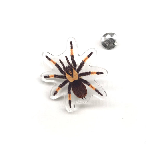 Mexican Red Leg Tarantula (Brachypelma emilia) Acrylic Pin from The Silk Ranch / The Morph Archive