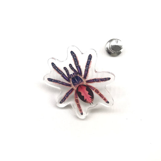 Acrylic pin featuring Amma Jewel Tarantula (Typhochlaena amma) with detailed colors and patterns, from The Silk Ranch / The Morph Archive.